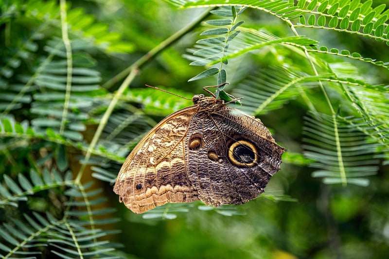 Butterfly Effect Dilemma