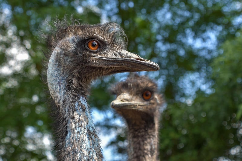 Emu War